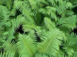 Fern flowers green nature tropical detailed leaves background photo