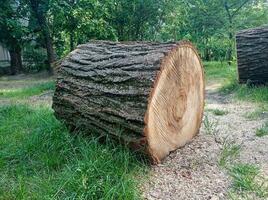 un tocón de un cortar antiguo árbol foto