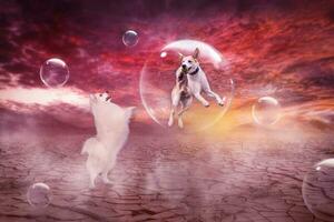 Fantasy game of white fluffy Japanese Spitz dog Simba with his friend and bubbles somewhere in a desert photo