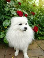 blanco japonés perro de Pomerania y alemán pequeño perro de Pomerania contento sonriente acostado en el jardín cerca el rosas foto