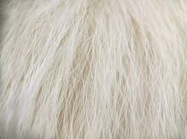 White dog cat long fur texture macro top view photo