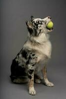 vertical retrato de un australiano collie con un tenis pelota aislado en un gris antecedentes foto