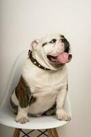 portrait of a cute bulldog with his tongue sticking out sitting on a white chair photo