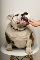 Closeup of a cute bulldog eating ice cream while sitting on a chair photo