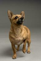 A vertical shot of a chihuahua isolated on gray background photo