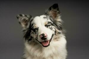 A closeup shot of a cute spotted border collie dog with closed eyes photo