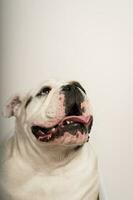 portrait of a cute bulldog with his tongue out looking up on a white background with copy space photo