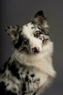 Premium Photo  A closeup shot of a spotted border collie blue merle dog  with heterochromia eyes