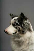 un vertical retrato de un australiano collie aislado en un gris antecedentes foto