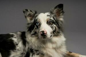 A closeup shot of a spotted border collie dog with heterochromia eyes photo