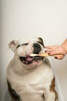 Closeup of a female hand cleaning dog's teeth with a toothbrush photo