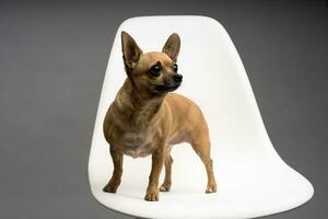 A closeup shot of a chihuahua on a white chair isolated on gray background photo