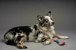 un hermosa Disparo de un linda frontera collie acostado abajo con un juguete, en frente de un gris antecedentes foto