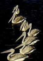 These six pelicans float in formation on the water as they swim in quest of fish or other food. photo