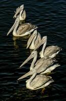 As they swim in search of fish or other items to eat, the six pelicans sitting in formation on the water are enjoying some warmth from the sun. photo