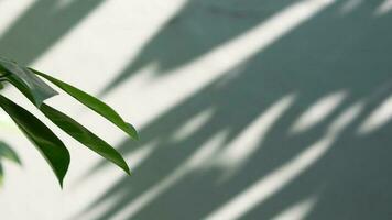 green plant beside gray wall, minimalist concept produces shadows on the wall photo