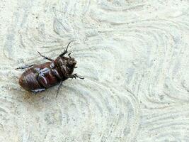 the asiatic rhinoceros beetle, coconut rhinoceros beetle or coconut palm rhinoceros beetle upside down photo