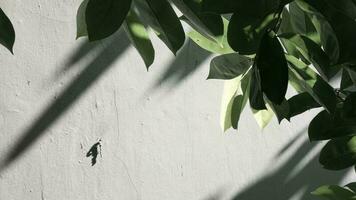 green plant beside gray wall, minimalist concept produces shadows on the wall photo