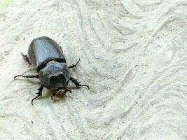 the asiatic rhinoceros beetle, coconut rhinoceros beetle or coconut palm rhinoceros beetle. photo