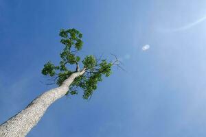 one big towering tree against the background of a clear blue sky. concept photo of illegal logging and hot natural weather