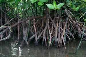 selective focus to the roots of mangrove trees growing above the water photo