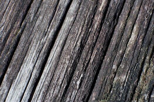 selective focus to wooden log crack texture. soft focus. for the concept photo of illegal logging and climate change