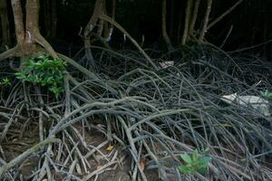 selective focus to the roots of mangrove trees growing above the water photo