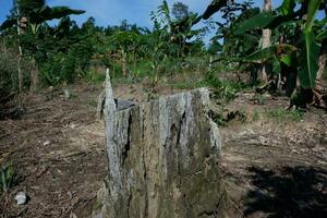 remains of dead, old and dry tree trunks due to illegal logging of trees to clear plantation land. for the concept photo of forest destruction