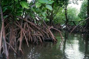 selective focus to the roots of mangrove trees growing above the water photo