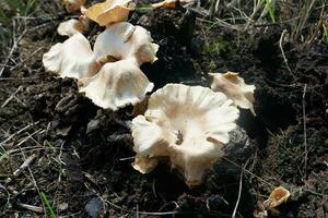 selective focus on the type of white oyster mushroom that lives and grows on dead tree trunks. one type of mushroom that can be consumed. soft focus photo