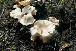 selective focus on the type of white oyster mushroom that lives and grows on dead tree trunks. one type of mushroom that can be consumed. soft focus photo