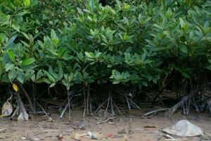 selective focus to the roots of mangrove trees growing above the water photo