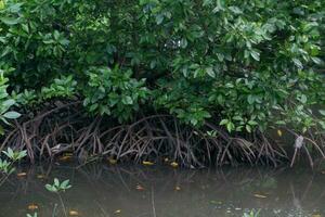 selective focus to the roots of mangrove trees growing above the water photo