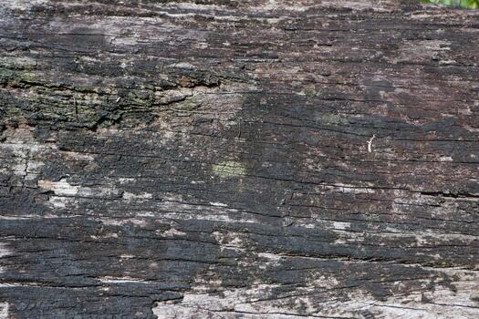 selective focus to wooden log crack texture. soft focus. for the concept photo of illegal logging and climate change