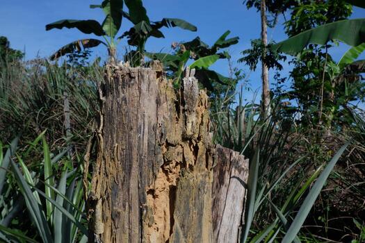 remains of dead, old and dry tree trunks due to illegal logging of trees to clear plantation land. for the concept photo of forest destruction