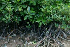 selective focus to the roots of mangrove trees growing above the water photo