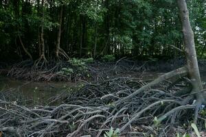 selective focus to the roots of mangrove trees growing above the water photo