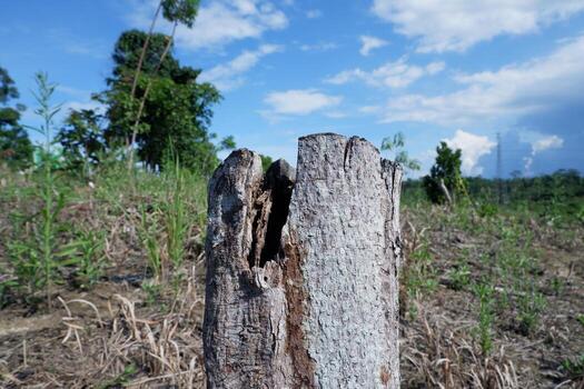 remains of dead, old and dry tree trunks due to illegal logging of trees to clear plantation land. for the concept photo of forest destruction
