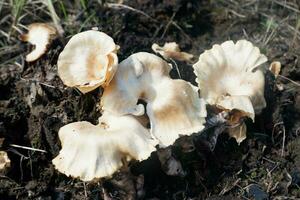 selective focus on the type of white oyster mushroom that lives and grows on dead tree trunks. one type of mushroom that can be consumed. soft focus photo