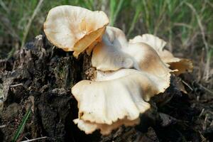 selective focus on the type of white oyster mushroom that lives and grows on dead tree trunks. one type of mushroom that can be consumed. soft focus photo