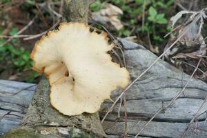 selective focus on the type of white oyster mushroom that lives and grows on dead tree trunks. one type of mushroom that can be consumed. soft focus photo