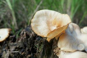 selective focus on the type of white oyster mushroom that lives and grows on dead tree trunks. one type of mushroom that can be consumed. soft focus photo