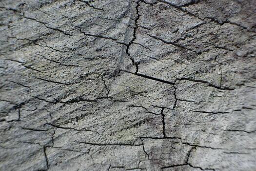 selective focus to wooden log crack texture. soft focus. for the concept photo of illegal logging and climate change
