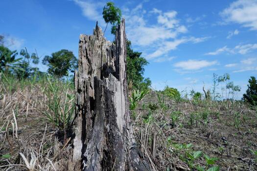 remains of dead, old and dry tree trunks due to illegal logging of trees to clear plantation land. for the concept photo of forest destruction