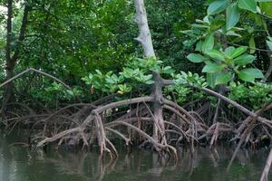 selective focus to the roots of mangrove trees growing above the water photo