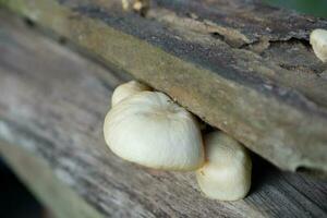 selective focus on the type of white oyster mushroom that lives and grows on dead tree trunks. one type of mushroom that can be consumed. soft focus photo