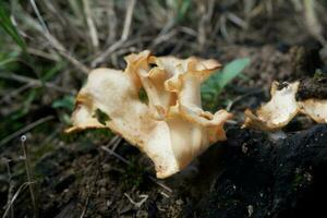selective focus on the type of white oyster mushroom that lives and grows on dead tree trunks. one type of mushroom that can be consumed. soft focus photo