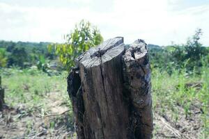 permanece de muerto, antiguo y seco árbol bañador debido a ilegal Inicio sesión de arboles a claro plantación tierra. para el concepto foto de bosque destrucción