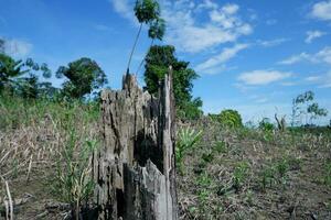 permanece de muerto, antiguo y seco árbol bañador debido a ilegal Inicio sesión de arboles a claro plantación tierra. para el concepto foto de bosque destrucción