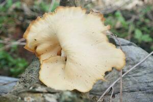 selective focus on the type of white oyster mushroom that lives and grows on dead tree trunks. one type of mushroom that can be consumed. soft focus photo